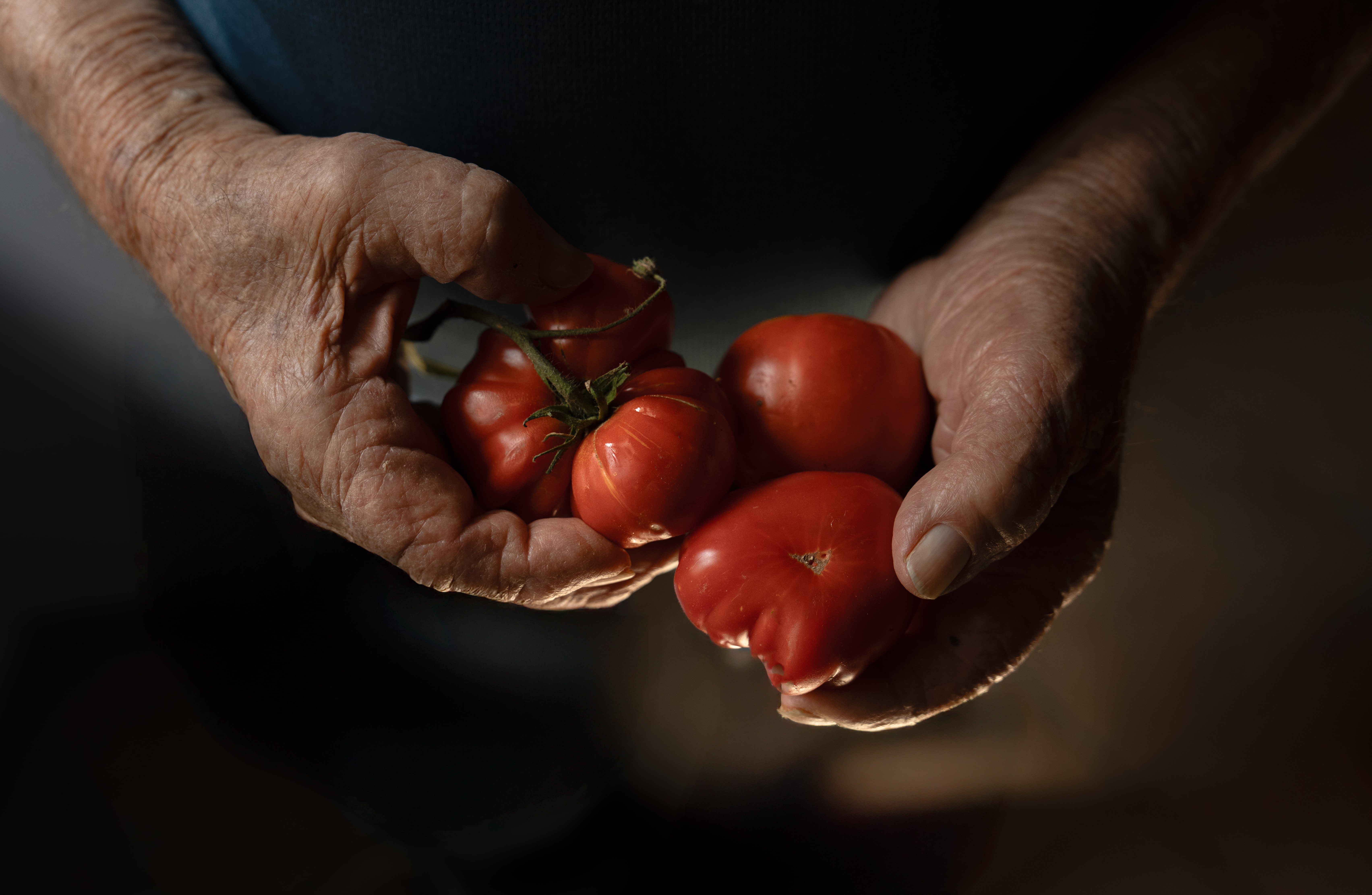 Hands holding ripe tomatoes, symbolising the fresh Southern Italian produce behind Mezzogiorno, the luxury Italian restaurant at Corinthia London