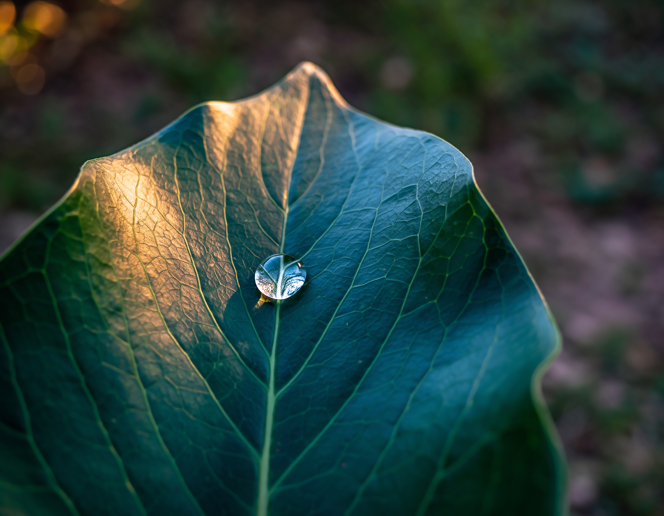BIOME GUIDED HEAT & WATER THERAPY